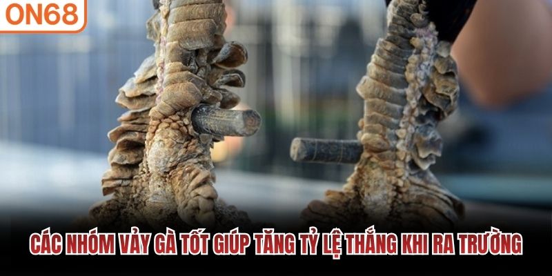 C&aacute;c nh&oacute;m vảy g&agrave; tốt gi&uacute;p tăng tỷ lệ thắng khi ra trường